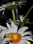 flowers 69.gif